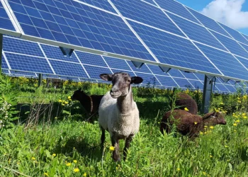 Trang trại điện mặt trời 100 MW và 600 chú cừu: Sự kết hợp bất ngờ
