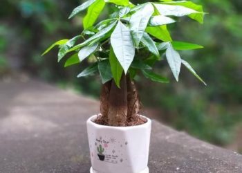 3 loại cây phong thủy đón tài lộc, cực kỳ dễ chăm