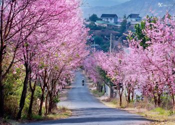 Đồng hành mùa hoa mai anh đào, Khách sạn Vietsovpetro Đà Lạt sẵn sàng đón khách mùa cao điểm