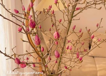 Loài hoa Tết hot nhất năm 2026: Nhà nhà, người người đều muốn rước về nhà, ai chơi được có thể sĩ cả đời