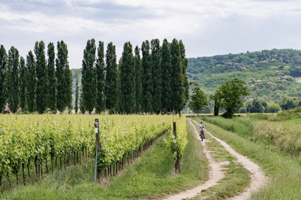Tuyến xe đạp Pedemontana nối Gorizia và Cividale del Friuli đi qua hàng bách và những vườn nho xanh mướt.