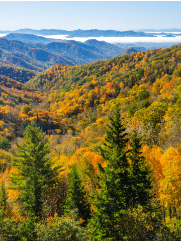 Mọi điều bạn cần biết về Great Smoky Mountains National Park